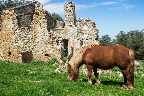 лошадь, пони, деревья, трава, природа, руины