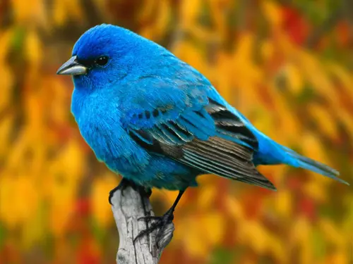 птицы, воробей, природа, пёрышки, сучёк, оранжевые, голубые